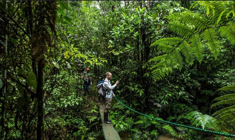 Exploring the Amazon Rainforest